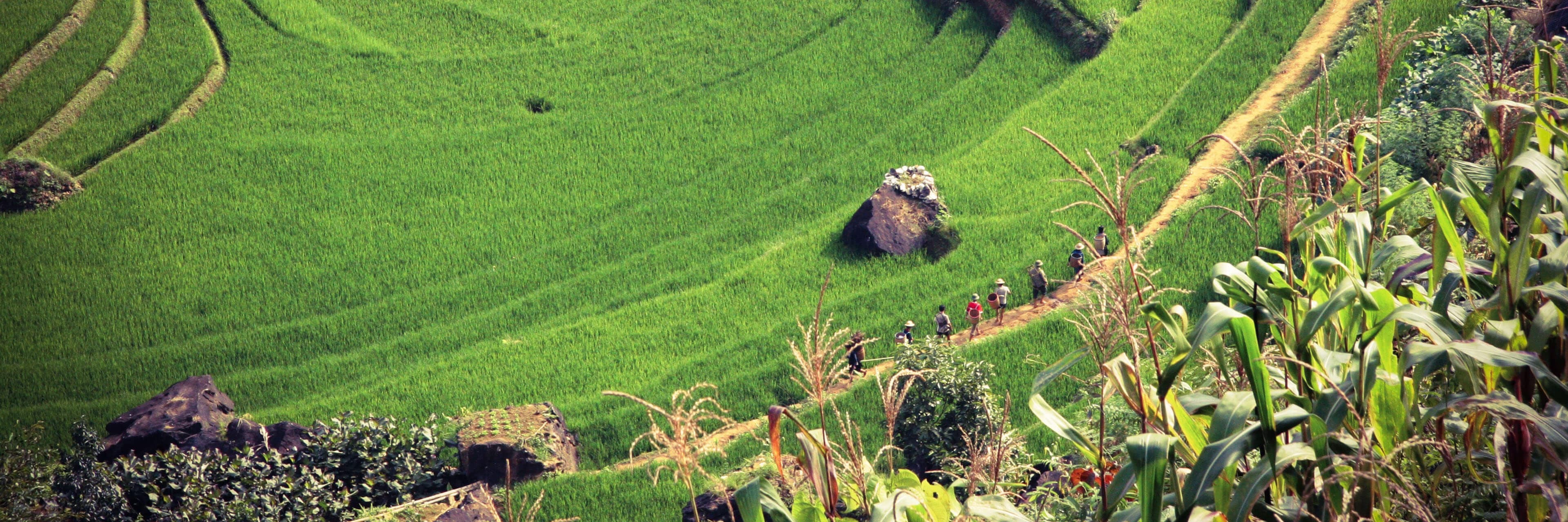 Top-down view of a terraced field used in farming