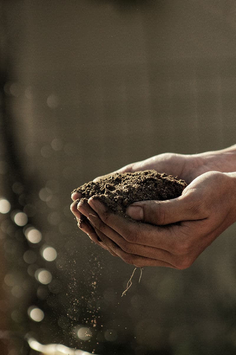 Person holding organic soil in their hands